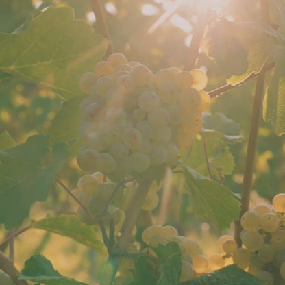 Blanc Brilliant Cuvée I alkoholfreier Weißwein